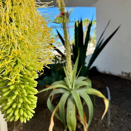 Casa Dudu アパート コラレホ