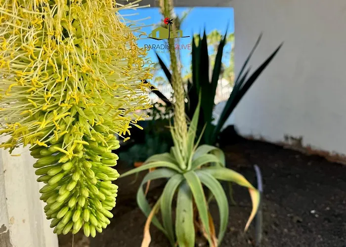 Casa Dudu Apartmán Corralejo